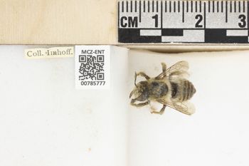Media type: image;   Entomology 785777 Aspect: labels